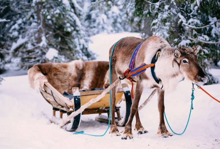 LAPLAND 31 OCAK – 04 ŞUBAT 2025