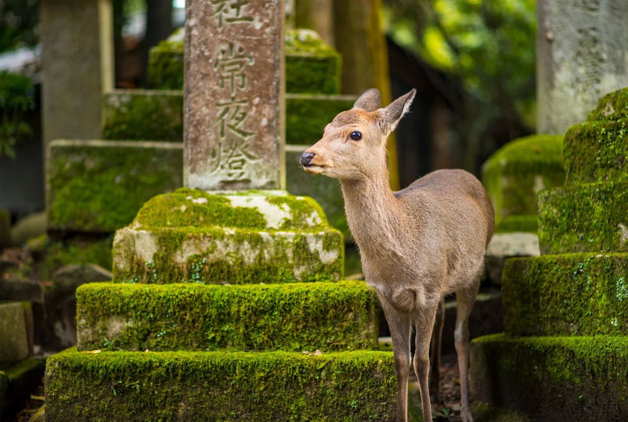nara-deer-k